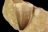 Mosasaur (Prognathodon) Tooth In Rock - Nice Tooth #91357-1